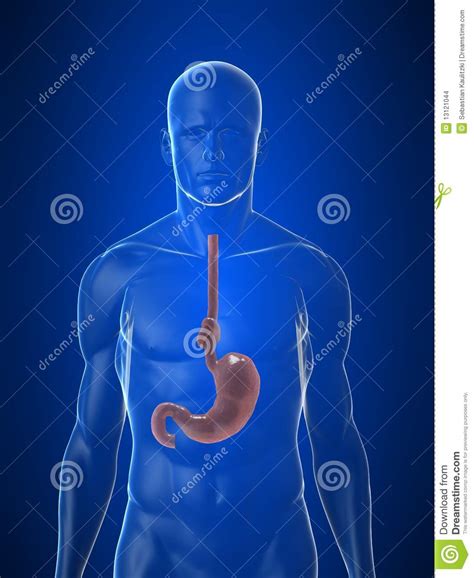 Knots in stomach muscles can be caused by stress and stomach ailments such as gastritis. Stomach Knot Stock Images - Image: 13121044