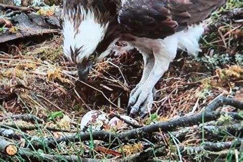 Uks Oldest Known Breeding Osprey Lays Her 70th Egg At Perthshire Nature Reserve Daily Record