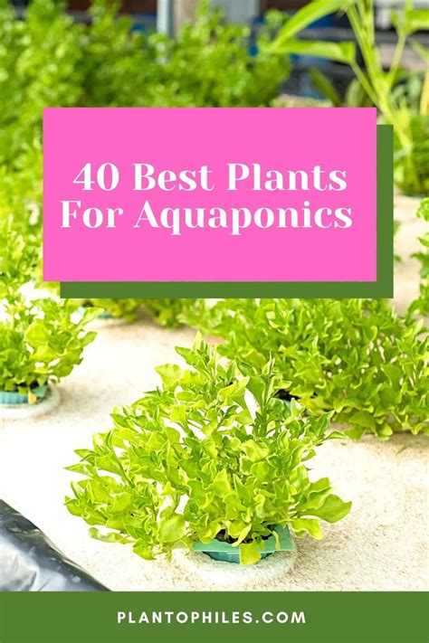 40 Best Plants For Aquaponics — Great Picks 2023