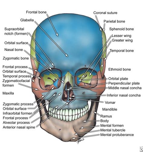 Figure 2 Skull Inferior View Facial Bones Dental Anatomy Human