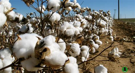 Five Regions Named As Tanzanias Giant Producers Of Cotton African