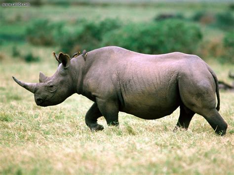 The word rhinoceros is used to describe any one of the five extant species and several extinct species of the members of the family rhinocerotidae. ENCYCLOPEDIA OF ANIMAL FACTS AND PICTURES: RHINOCEROS