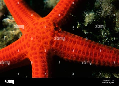 Details Of A Red Starfish Echinaster Sepositus On A Rock Stock Photo