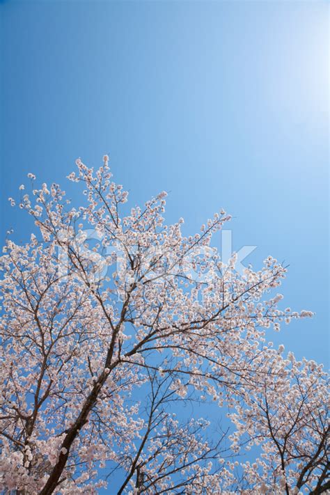 Blue Sky And Cherry Blossoms Stock Photo Royalty Free Freeimages