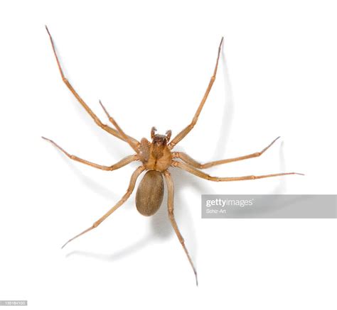 Araignée Recluse Brune Photo Getty Images