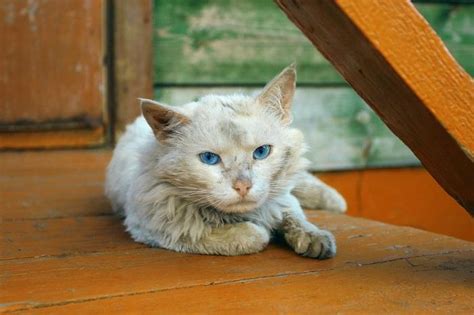 Mouth Ulcers In Cats Causes Symptoms And Treatment