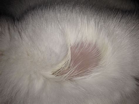 Skin Condition My Cat Is Missing Hair On Her Neck Pets Stack Exchange