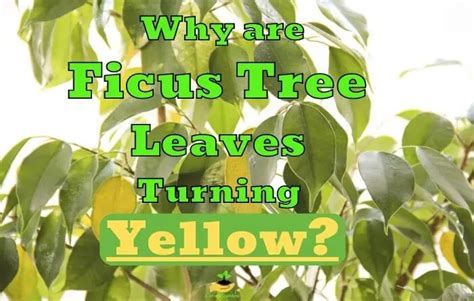 Why Are My Ficus Leaves Turning Yellow Find Out Now