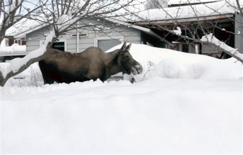 Anchorage Running Out Of Places To Put Snow Alaska Public Media