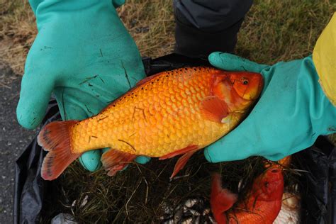 Biologists Scoop Up Invasive Goldfish At Cuddy Pond Anchorage Daily News