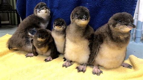 Baby Penguins Meet The Five New Little Blue Penguin Chicks At The