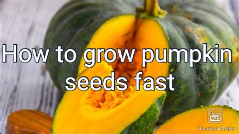 How To Grow Pumpkin Seed Fast2020 Youtube