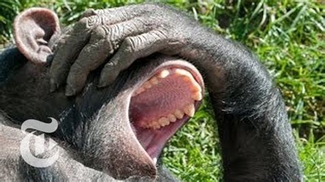 Why Is Yawning Contagious Looking To Chimps For Answers The New York