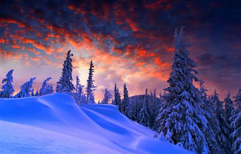 Wallpaper Winter Pine Trees Snow Covered Sunset 4k