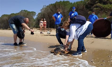 Un'occasione per riflettere sul ruolo degli oceani che rappresentano il 71 per cento della superficie terrestre. GIORNATA MONDIALE DEGLI OCEANI: LA TARTARUGA ISABELLA ...