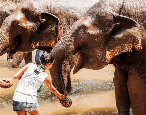 Elephant Nature Park Um Santuário De Elefantes Na Tailândia