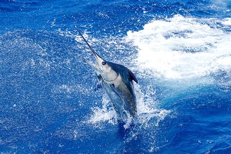 Saltwater Fishing Permit Ny - 10 Of The World S Best Saltwater Fishing