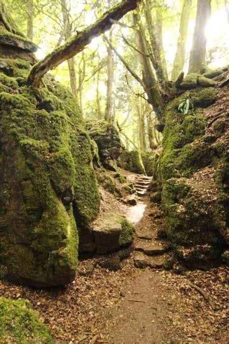 Puzzlewood Gloucestershire England Places To See Forest Forest