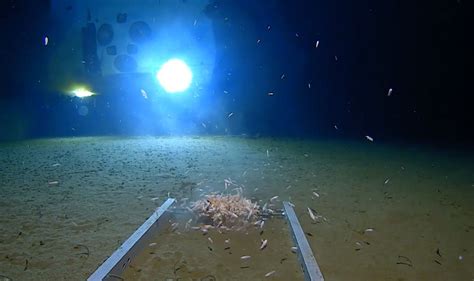 Mariana Trench Deepest Ever Sub Dive Finds Plastic Bag Bbc News