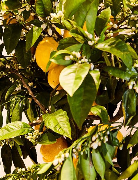 Lemon Tree Leaves Turning Yellow How To Fix It Australian House And
