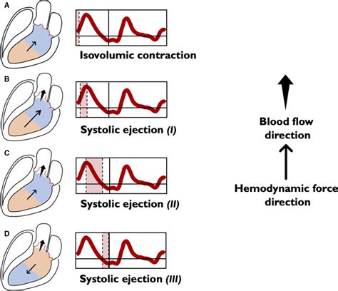 introduction to hemodynamic forces analysis moving into the new frontier of cardiac deformation