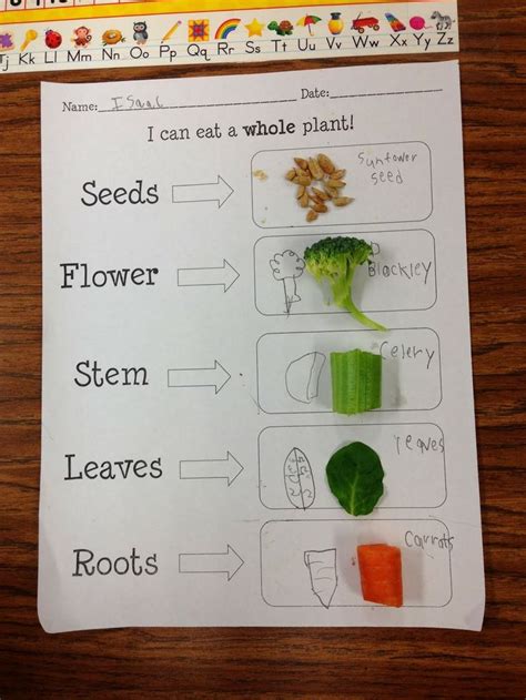 I Can Eat A Whole Plant Labeling The Parts Of A Plant With Food