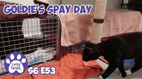 Goldies Spay Day Play Time And Progress S6 E53 Lucky Ferals Cat