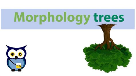 Morphology Trees Youtube