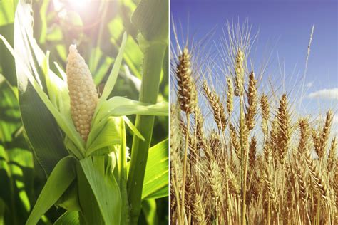 Brazil Corn Wheat Production Remains Steady 2020 07 16 World Grain