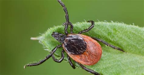 The Lyme Disease Epidemic Is Worse Than Ever