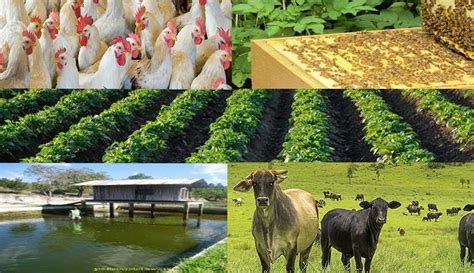 Integrated Farming Best Method To Diversify Your Income Modern Farming