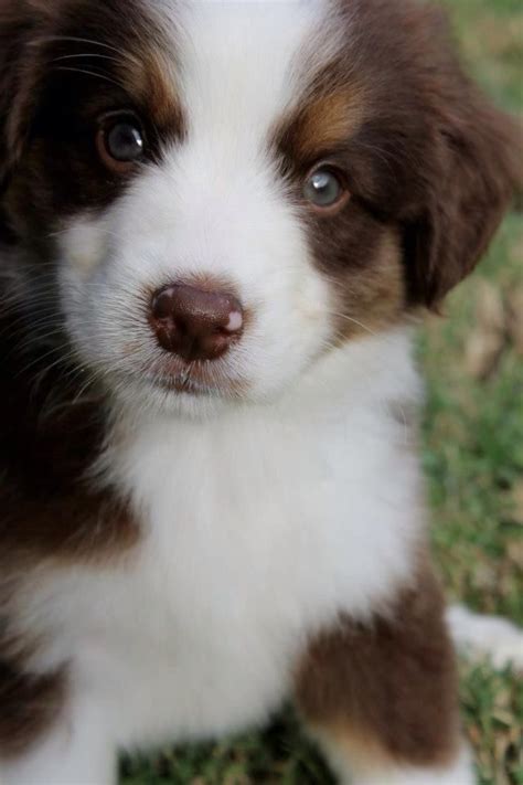 Blues Hunter On Twitter Aussie Puppies Australian Shepherd Puppy