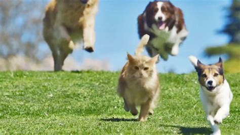 A Dog Chasing After A Cat