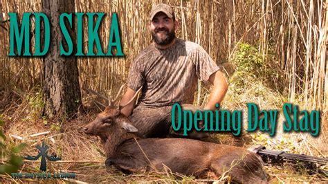 Bow Hunting Maryland Sika Deer Opening Day Stag Youtube