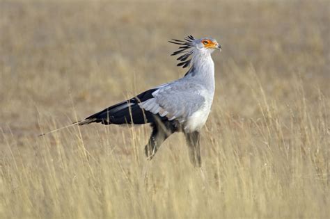 The Kalahari Desert Is A Harsh Place To Survive But Its Bursting