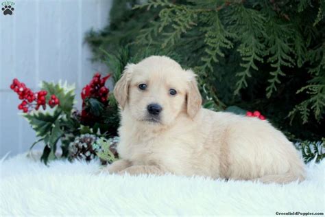 Goldie Golden Retriever Puppy For Sale In Pennsylvania