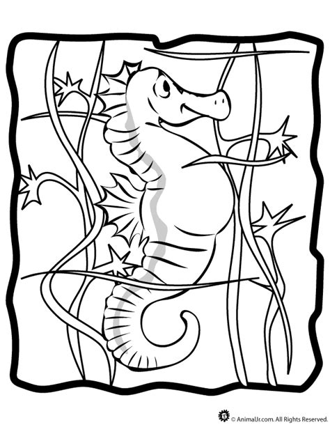 Tilapia, who carries his babies in his mouth; Mister Seahorse Coloring Page Coloring Pages