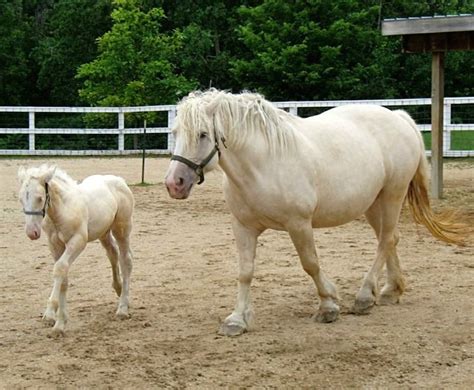 American Cream Draft Horse Gallop To Discover