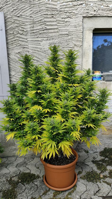 crystal candy f1 fast version sweet seeds cannabis strain info