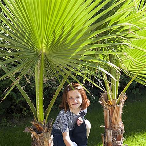It is a very tough plant which is drought and frost tolerant. Washingtonia robusta (Cotton Palm) in 17cm pot 1M tall ...