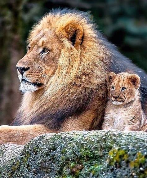 Lion Spirit 🦁🦁 On Instagram So Cute 😊😊👍👍🦁 Cr Lion Lions