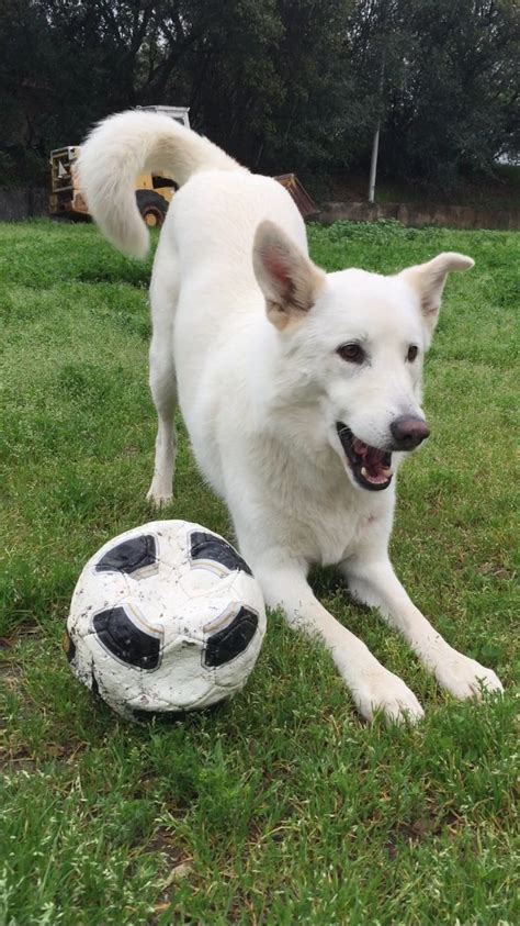 Designed to have snowy white fur, a protective and loyal temperament, and blessed with a high level of intelligence; All white German shepherd/husky mix (gerberian). Loves to ...