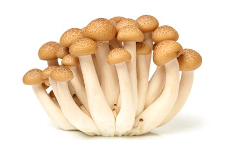 Shimeji Brown Fabulous Fungi
