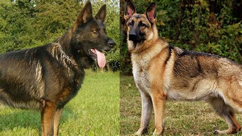 Types Of German Shepherds What Are The Similarities And Differences