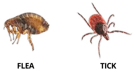 Flea And Tick Prevention Harvest Pointe Animal Hospital