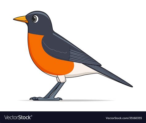 American Robin Bird On A White Background Vector Image