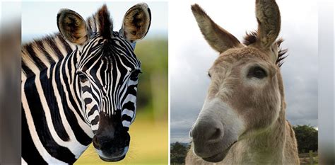 Zoo Paints Black Stripes Onto Donkeys To Make Them Look Like Zebras