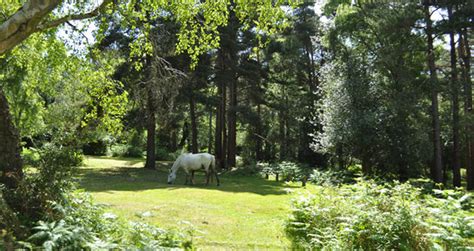 Restrictions may include limits on camping use, use of wood or charcoal fires, and limits on party size. Ocknell - New Forest Camping in the Forest Site - The ...