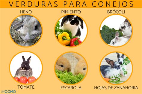 Verduras Que Pueden Comer Los Conejos Listas Y Consejos