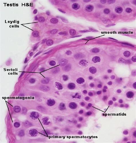 A Cross Section Of The Testis Showing Sertoli Cells And Leydig Cells